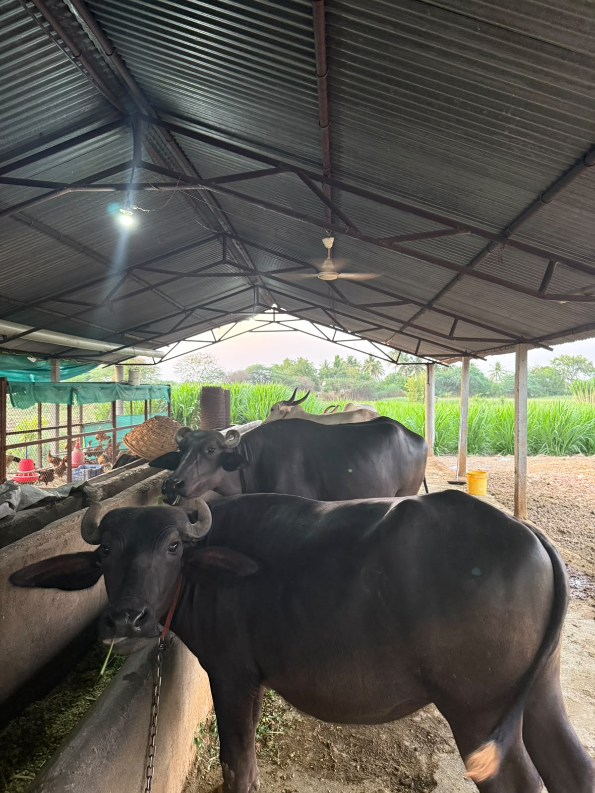 Buffaloes standing under a tin-roofed shed beside a feeding trough, green sugarcane fields behind.
