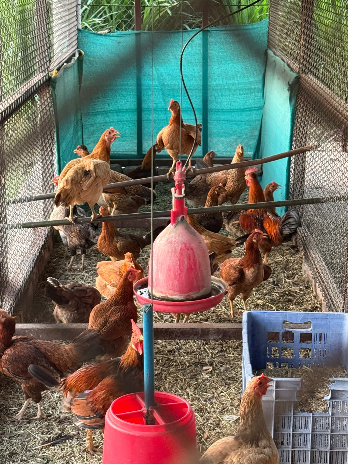 A coop full of hens around a feeder, enclosed in green mesh netting.