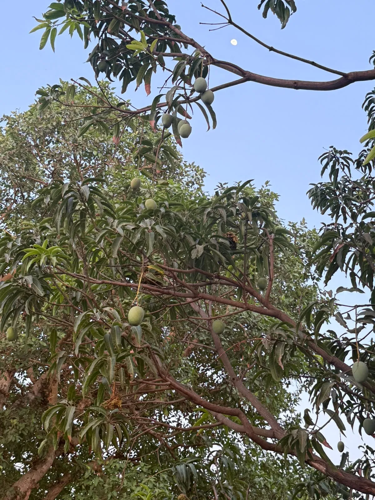 A mango tree heavy with green fruit, the moon visible in a pale blue evening sky.