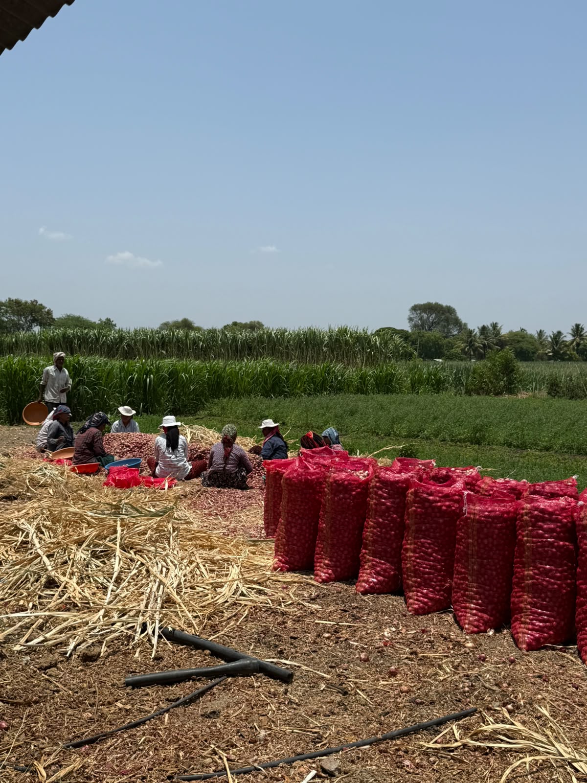 A group of workers sitting on the ground sorting onions into red mesh sacks under a bright midday sun, sugarcane fields behind.