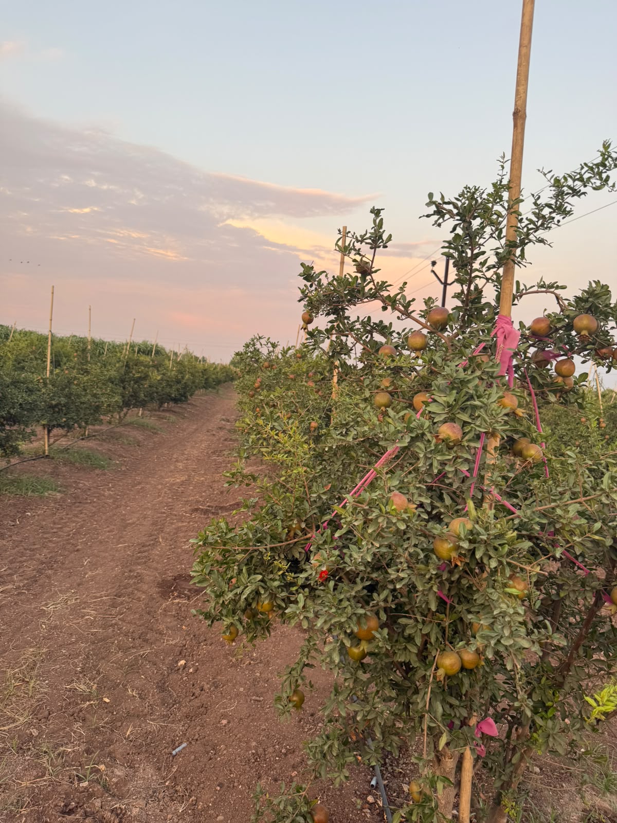 Rows of pomegranate trees heavy with fruit at dusk, a red-earth path running between them.