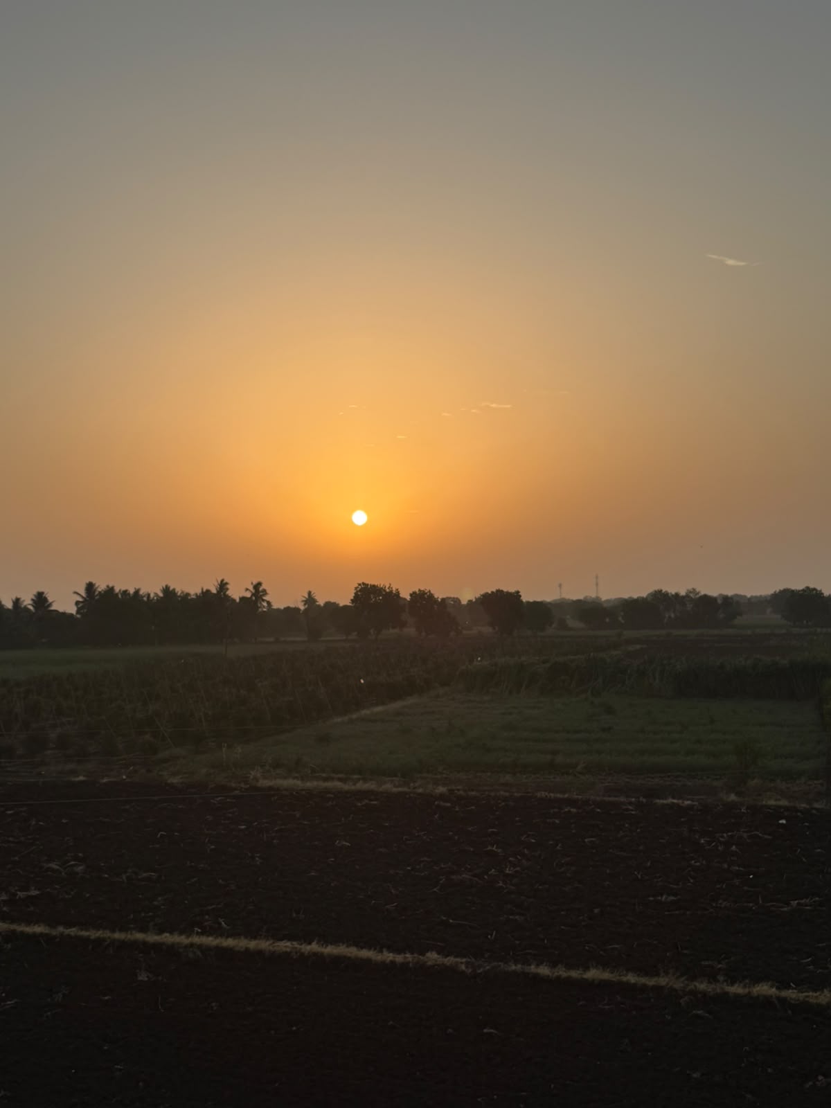 The sun setting over flat open fields lined with palm trees on the horizon.